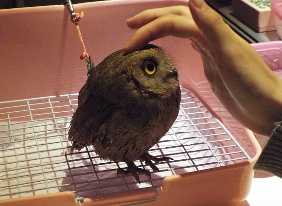 We visited the owl cafe in Tsukishima where the awesome never ends【Photos】